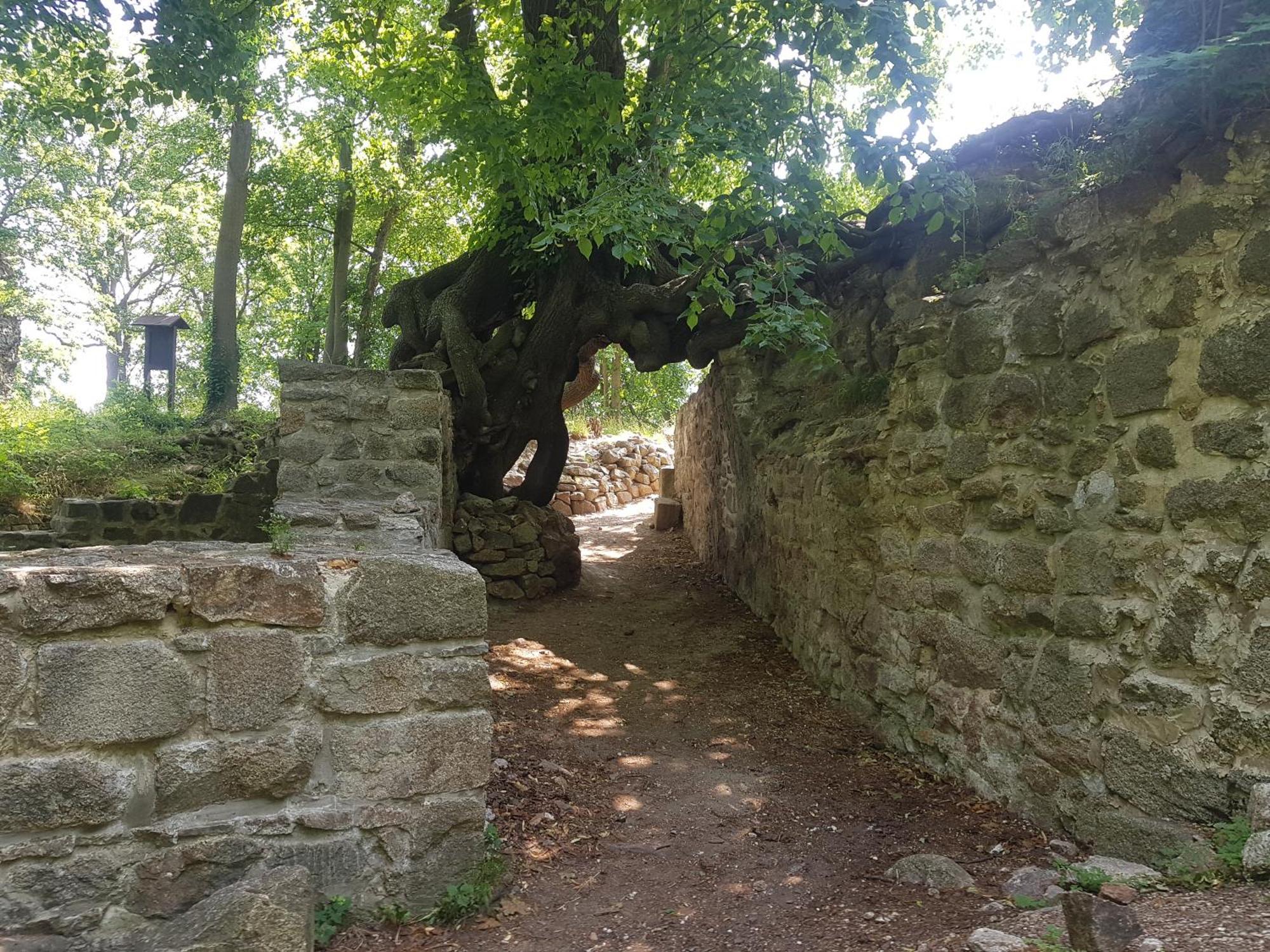 Ferienhaus Renate 7 Thale Exterior photo